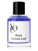 Black Currant Leaf
