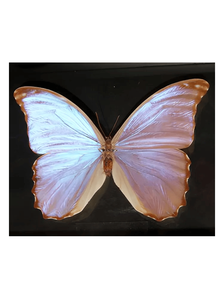 Butterfly by Bud Parfums