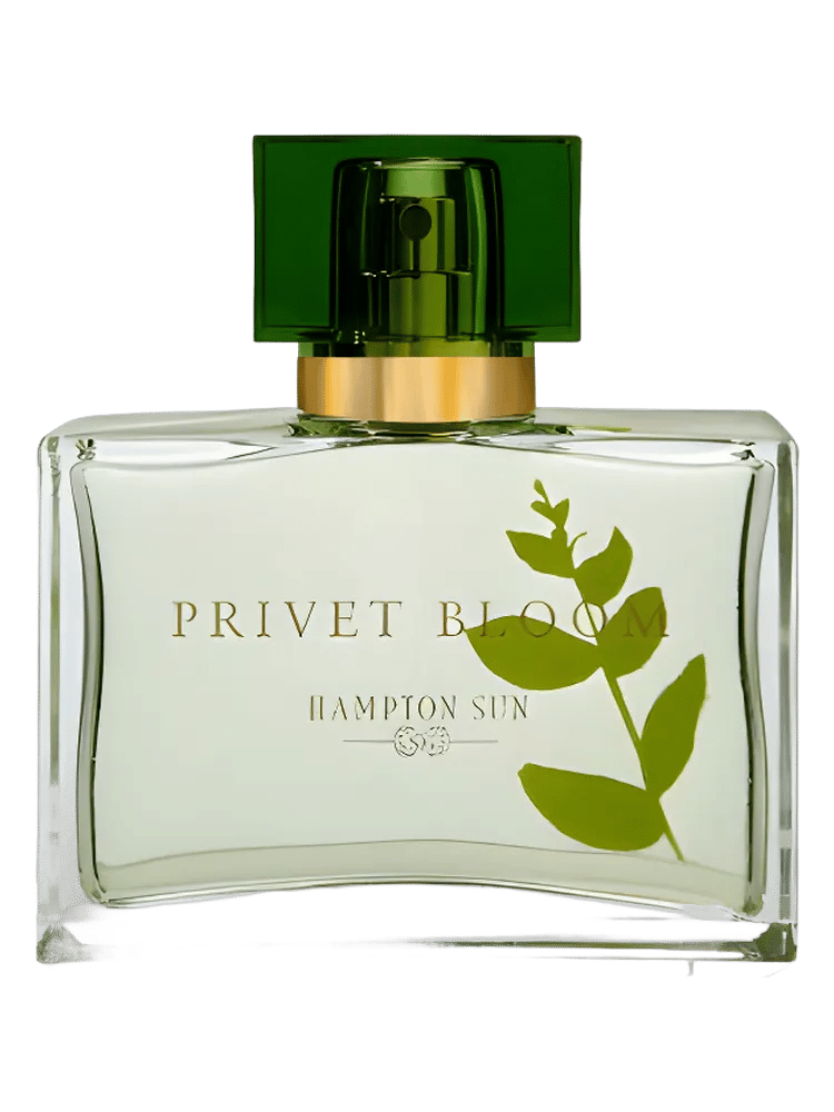 Privet Bloom by Hampton Sun
