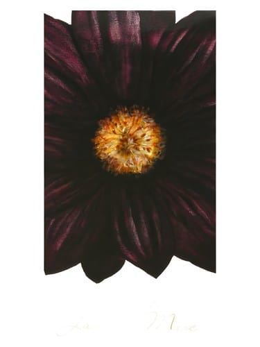 Jasmine Musc by Zara