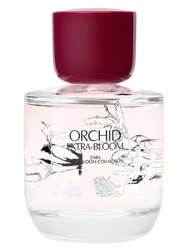 Orchid Extra-Bloom by Zara