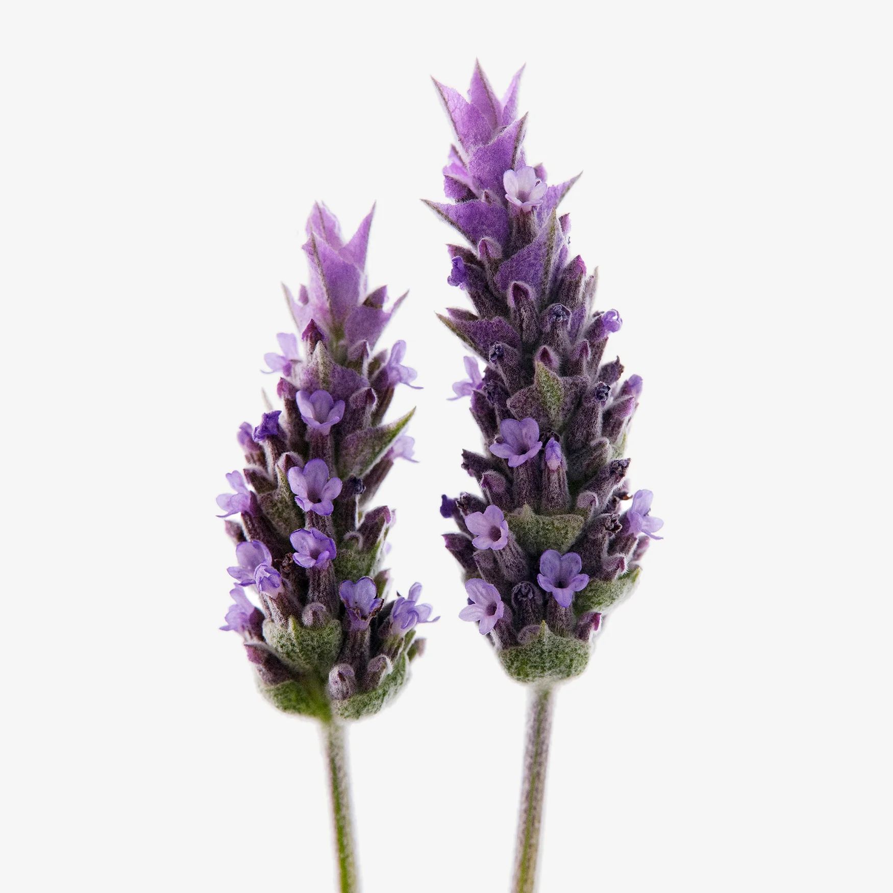 Aromatic Notes