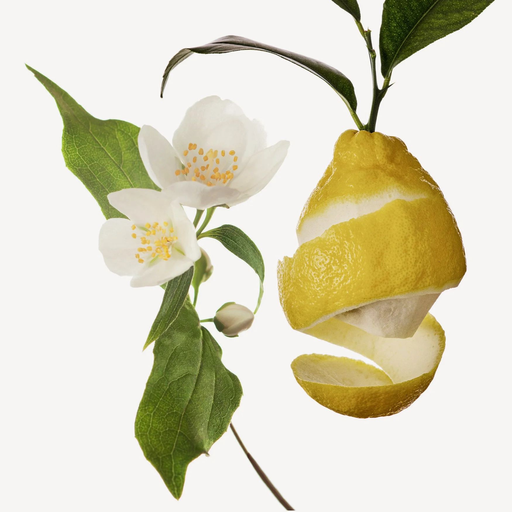 Hedione (Light Jasmine)
