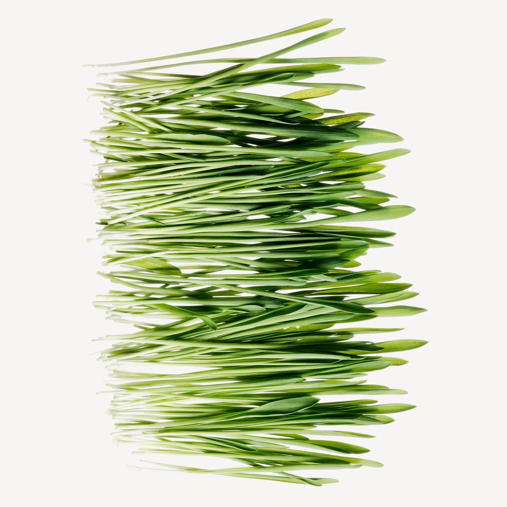Herbs