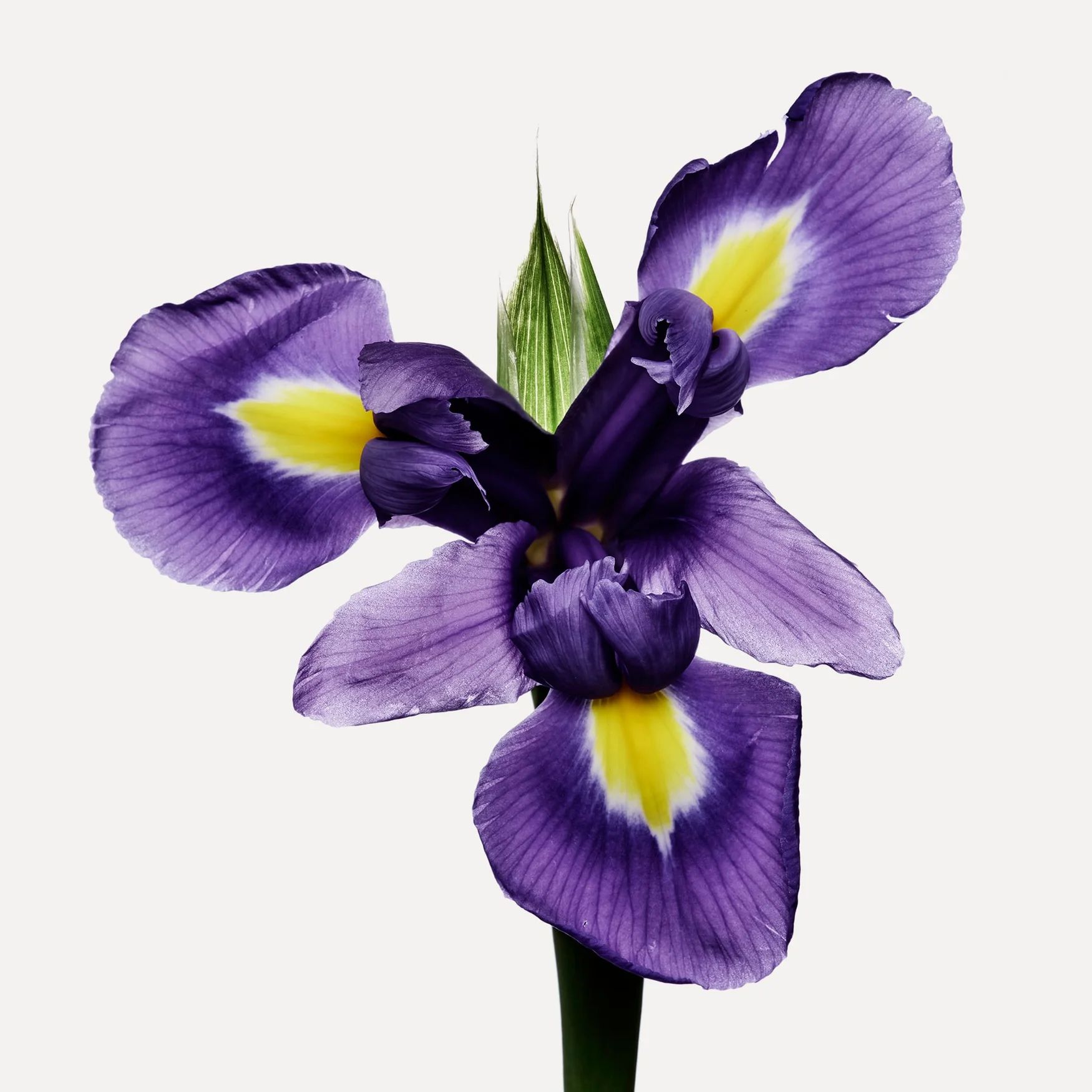 Iris / Orris