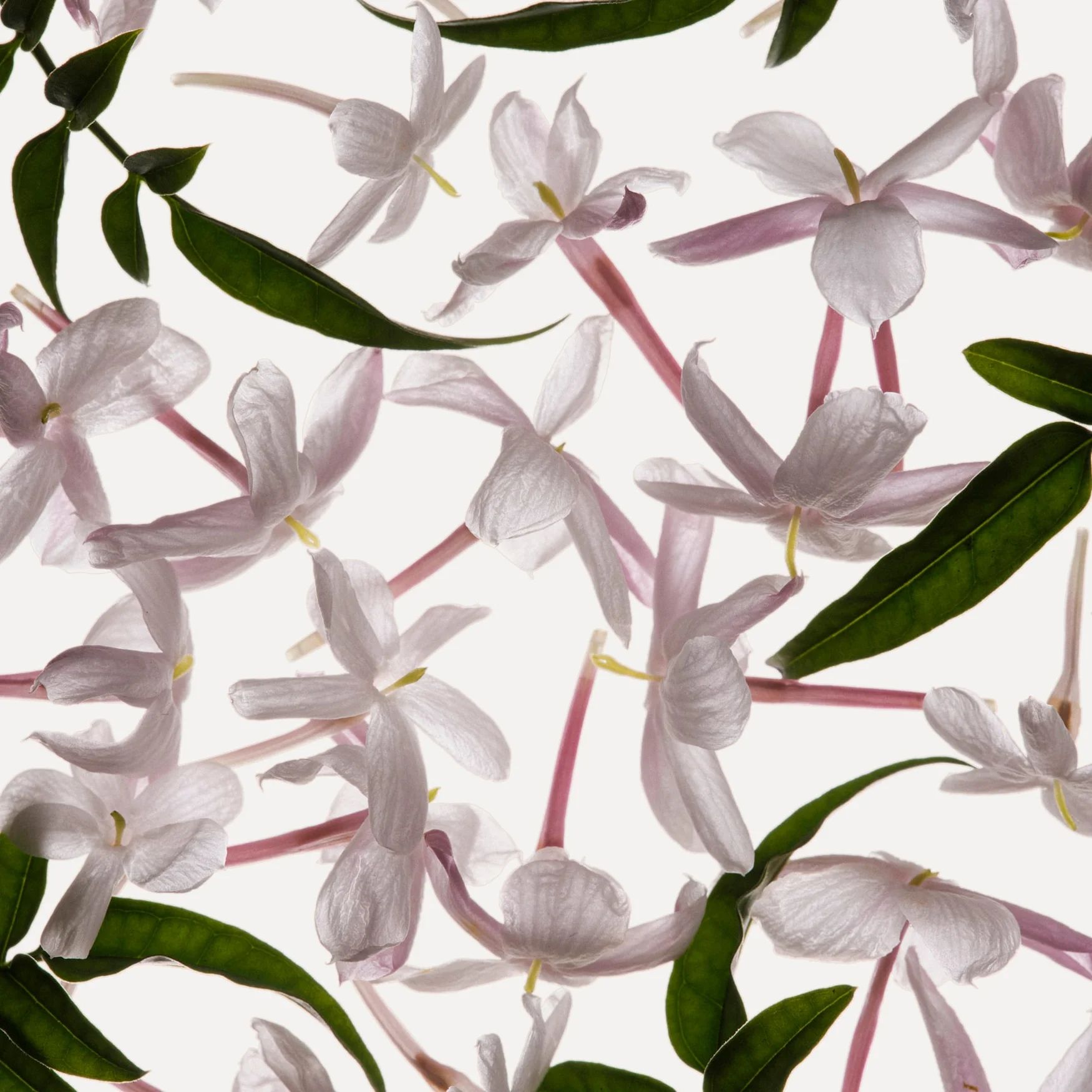 Jasmine (India)