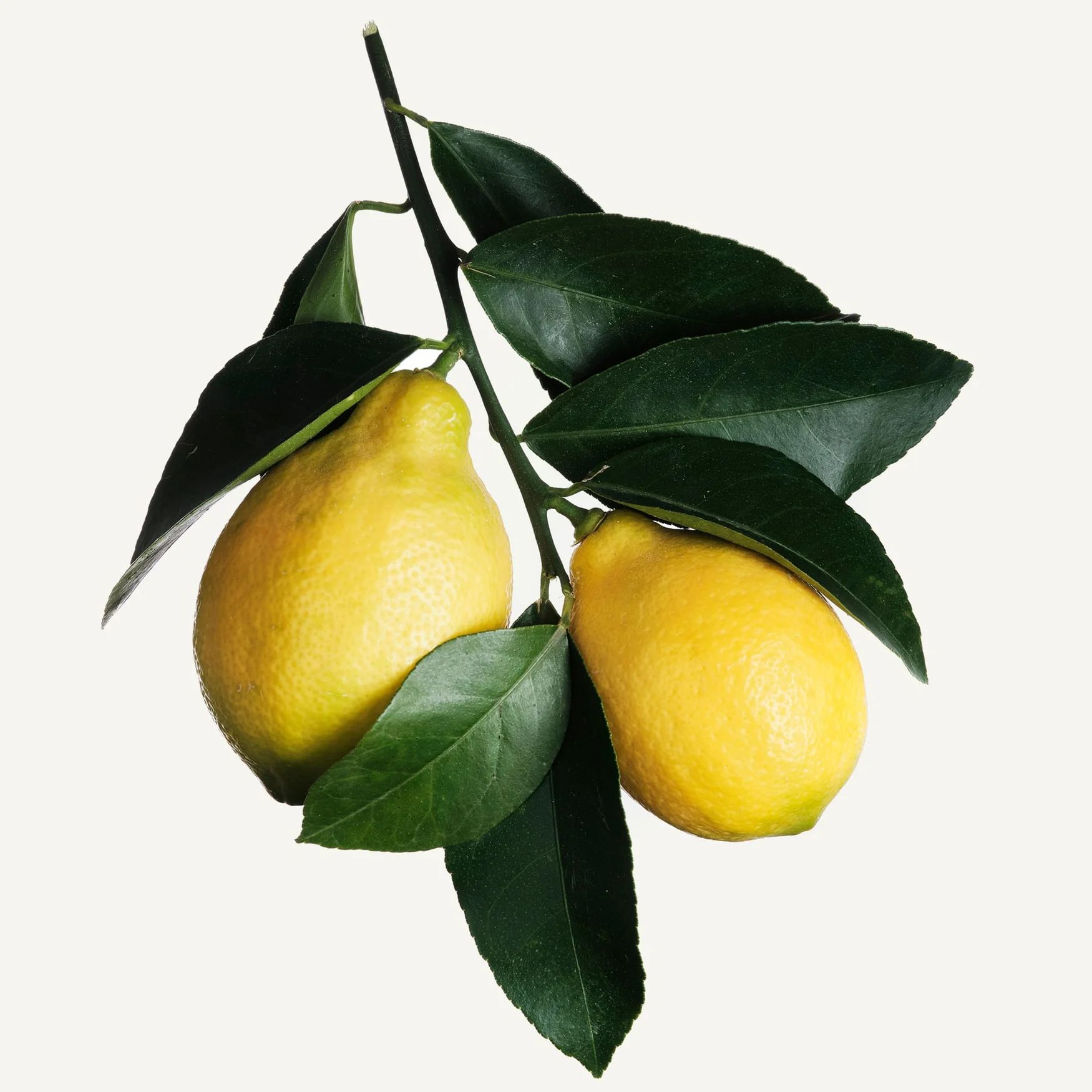Lemon (Sicilia)