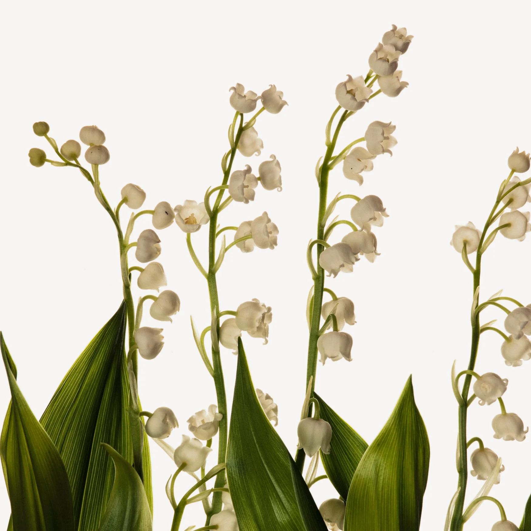 Mahonial (Lily of the Valley)