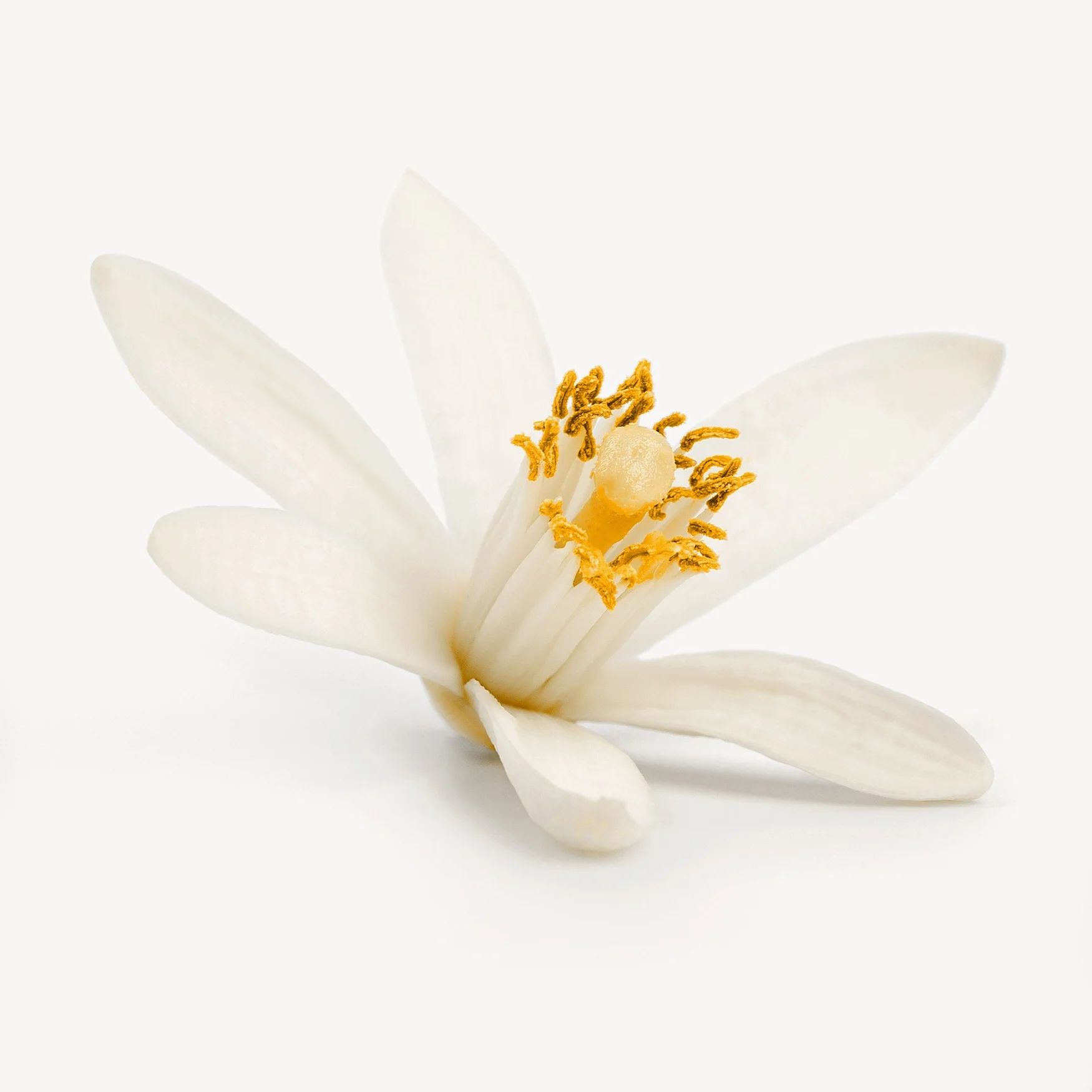Neroli (Tunisia)