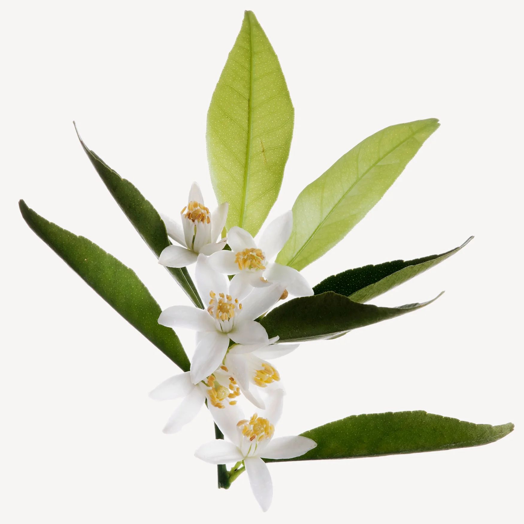 Orange Blossom (Morocco)