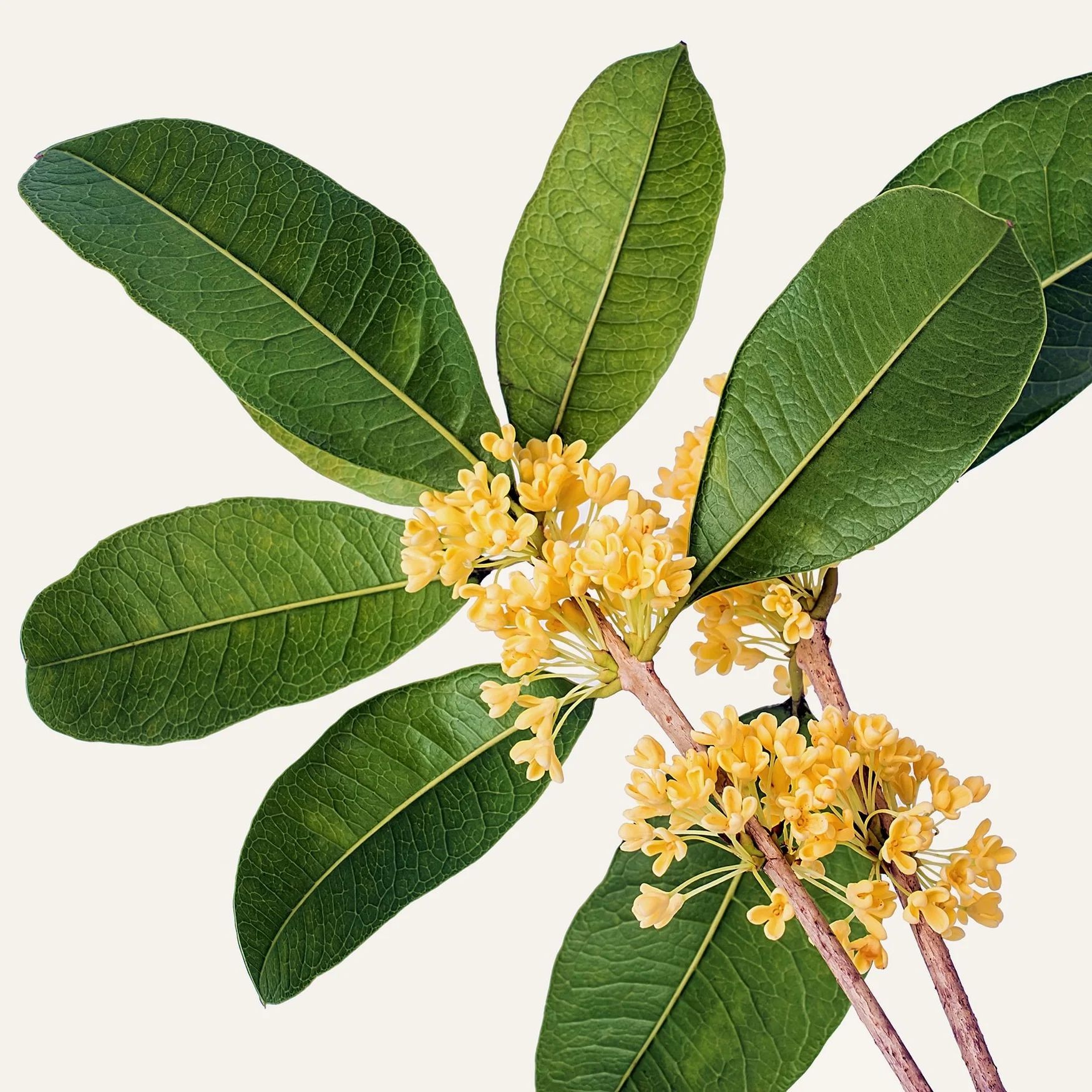 Osmanthus (China)