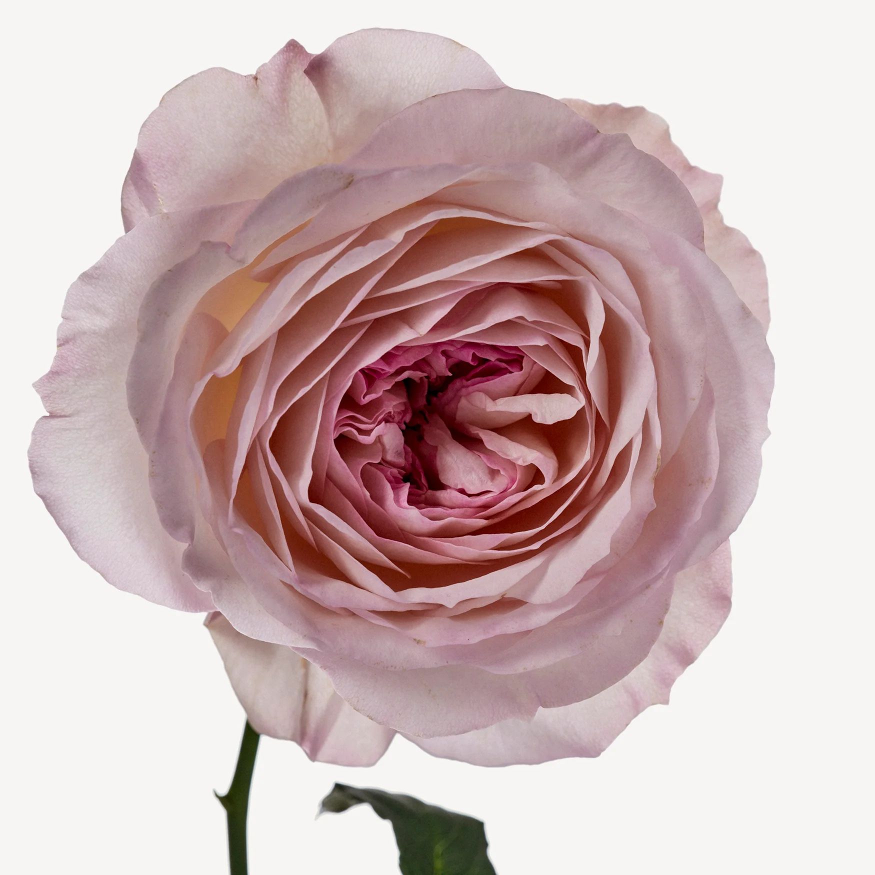 Rose (India)