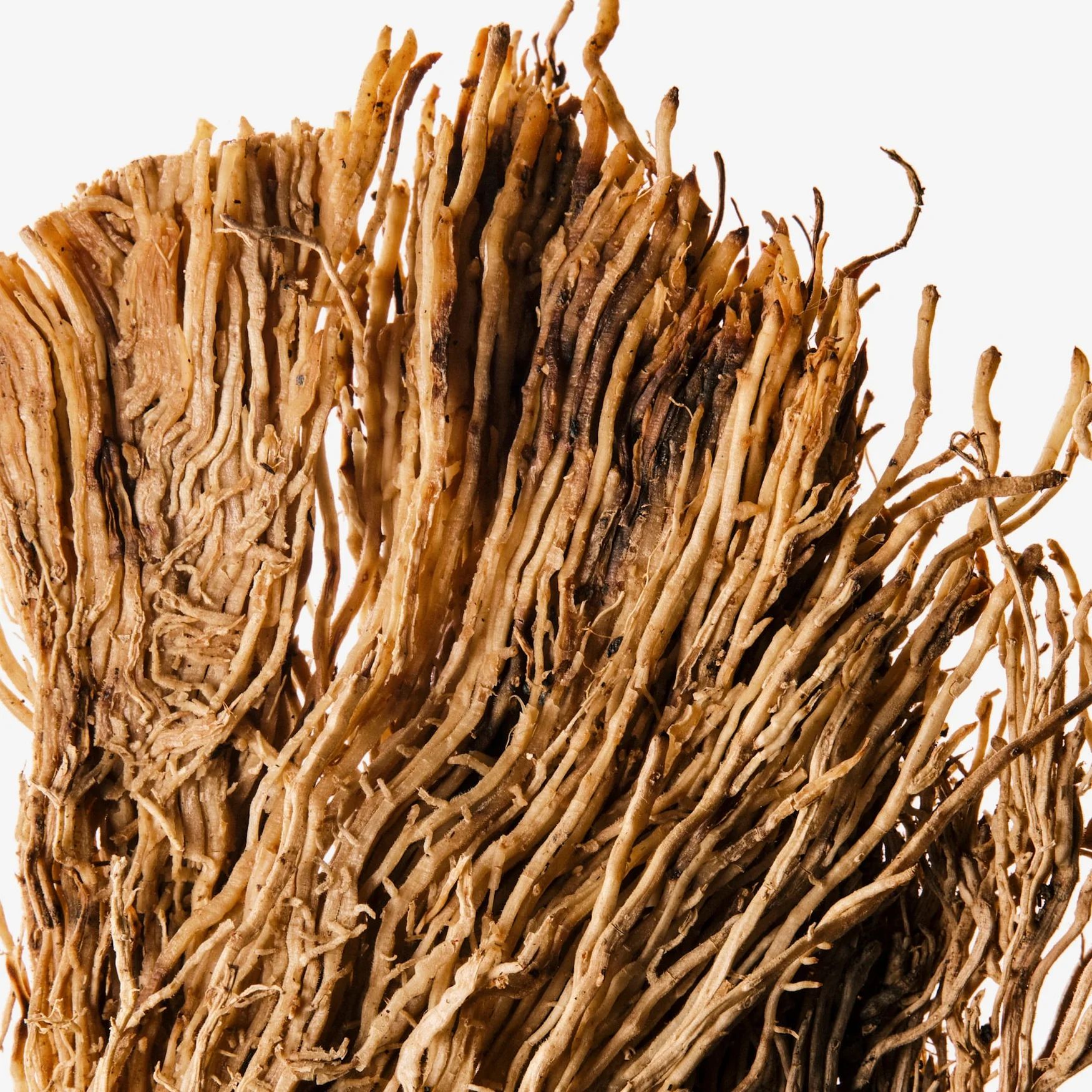 Vetiver (Indonesia)