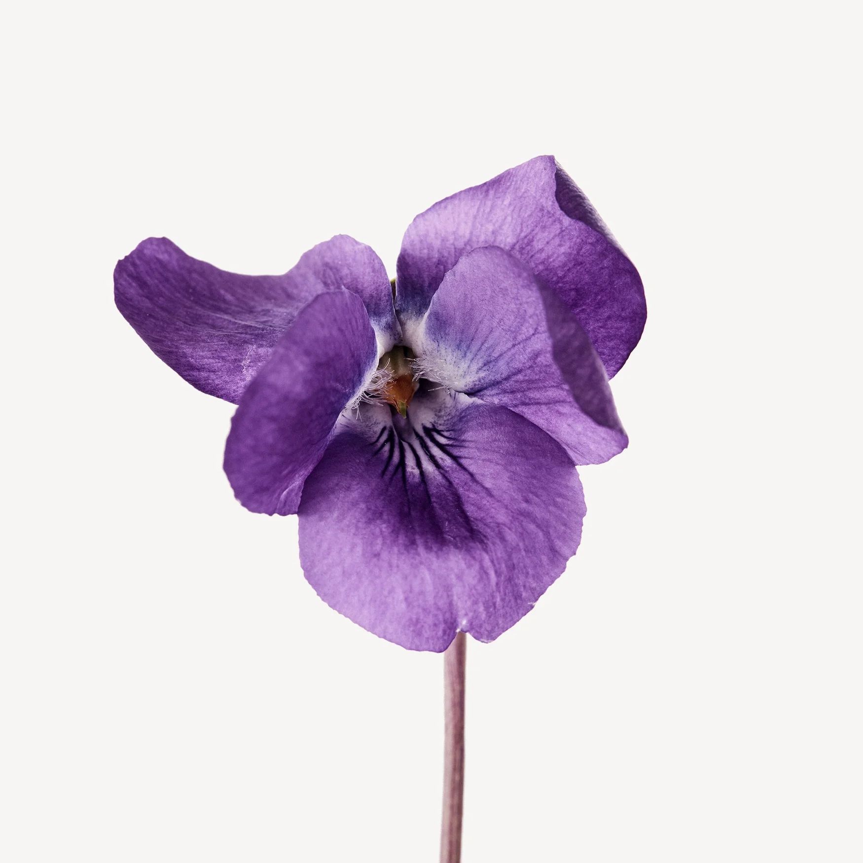 Violet (Africa)
