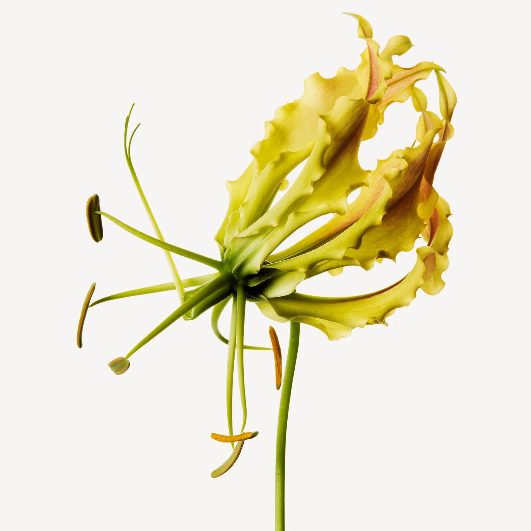 Ylang-Ylang (Madagascar)